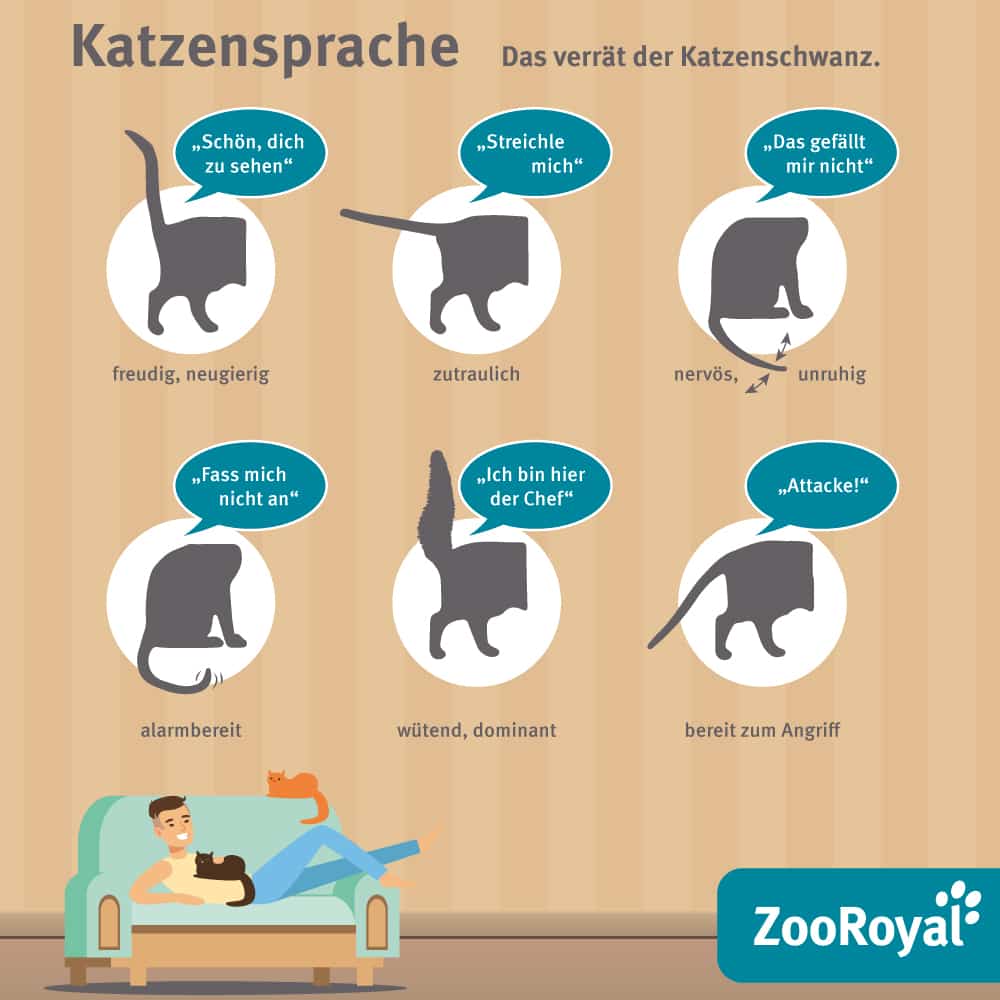 Katze Bewegt Schwanz Nicht