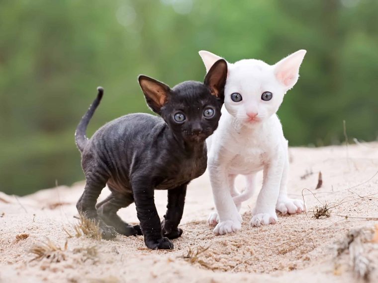 cornish rex