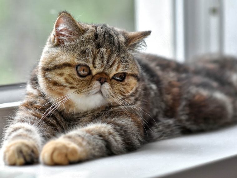 exotic shorthair