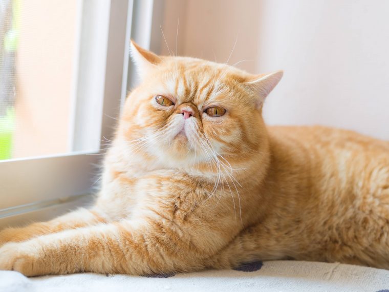 Exotic Shorthair Im Rasseportrait Zooroyal Magazin