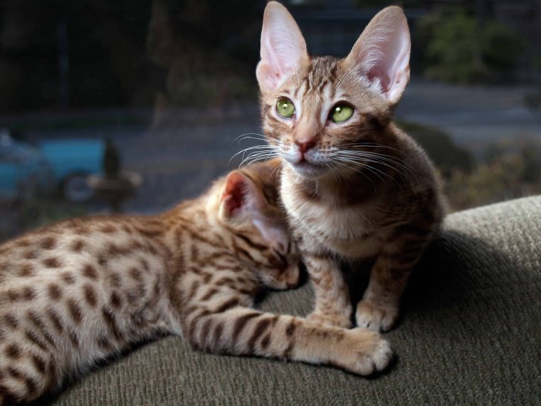 ocicat