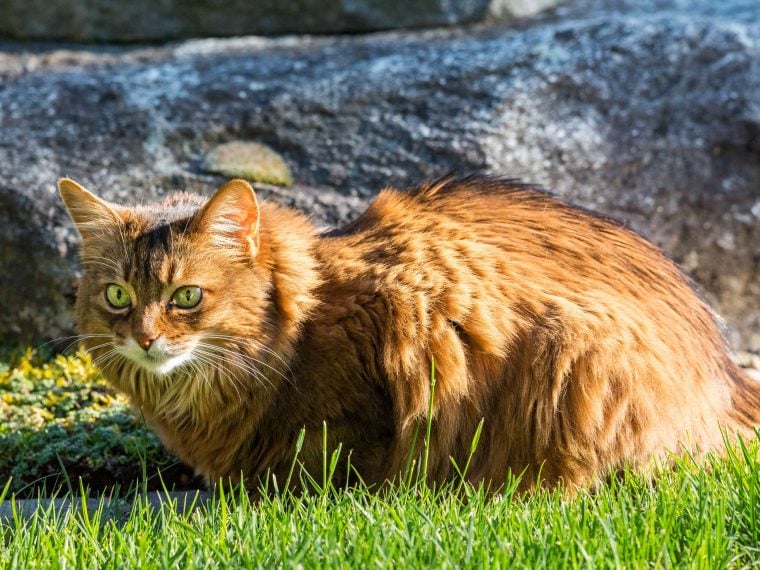 somali katze