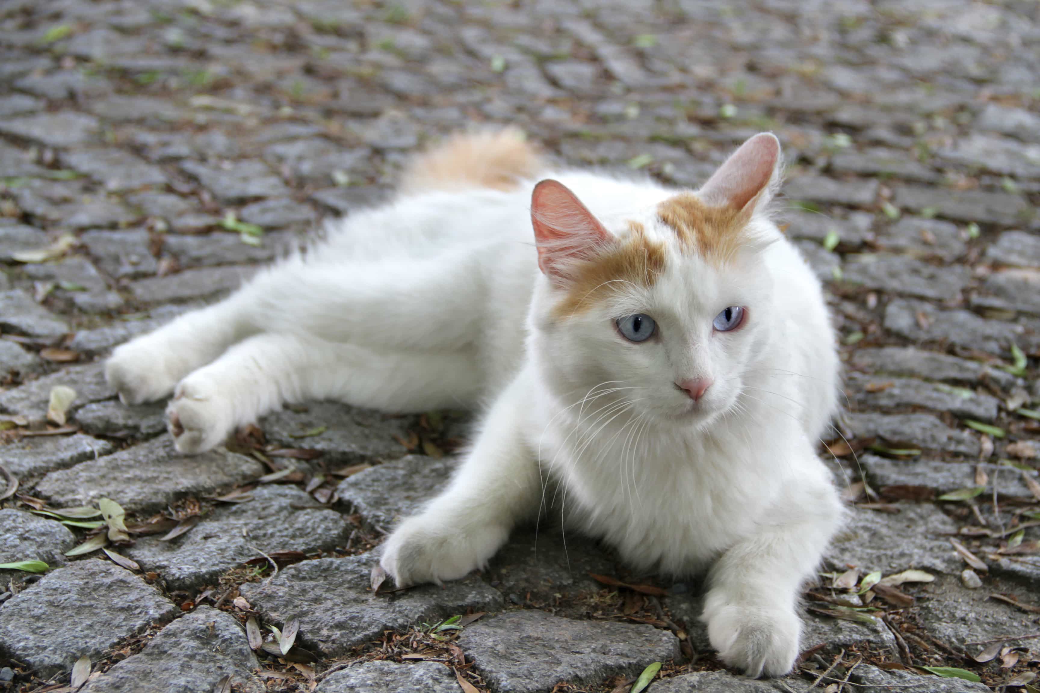 Featured image of post Wei e Babykatze Kaufen Die fellfarbe spielt dabei keine suche babykatze