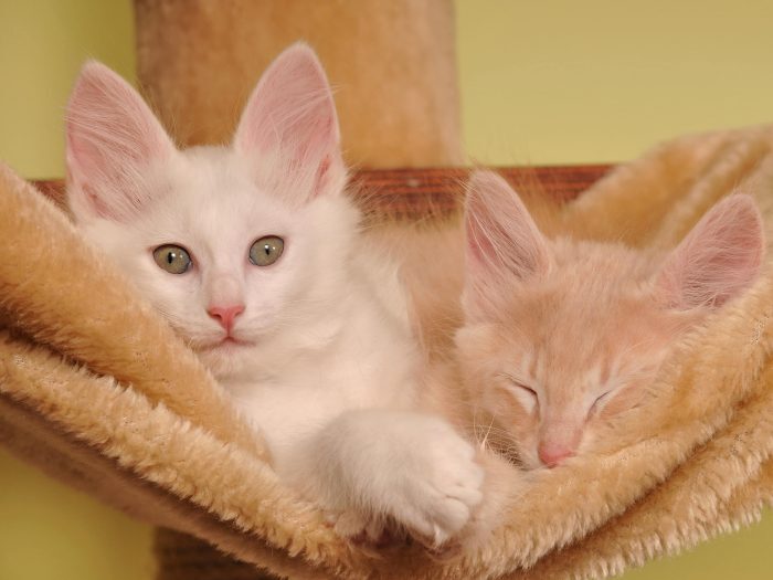 Türkisch Angora Katze Charakter & Erziehung Steckbrief