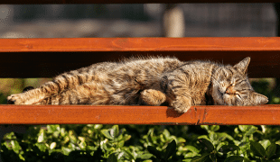Abkühlung für Katzen