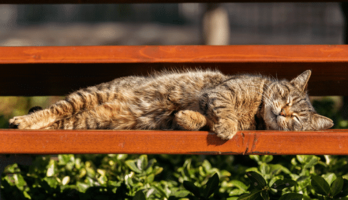 Abkühlung für Katzen