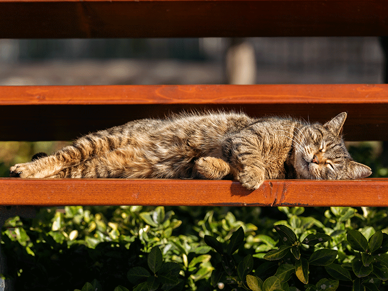 Abkühlung für Katzen