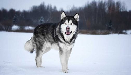 Alaskan Malamute