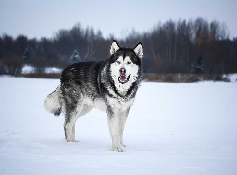 Cute Alaskan Malamute Siberian Husky Mix