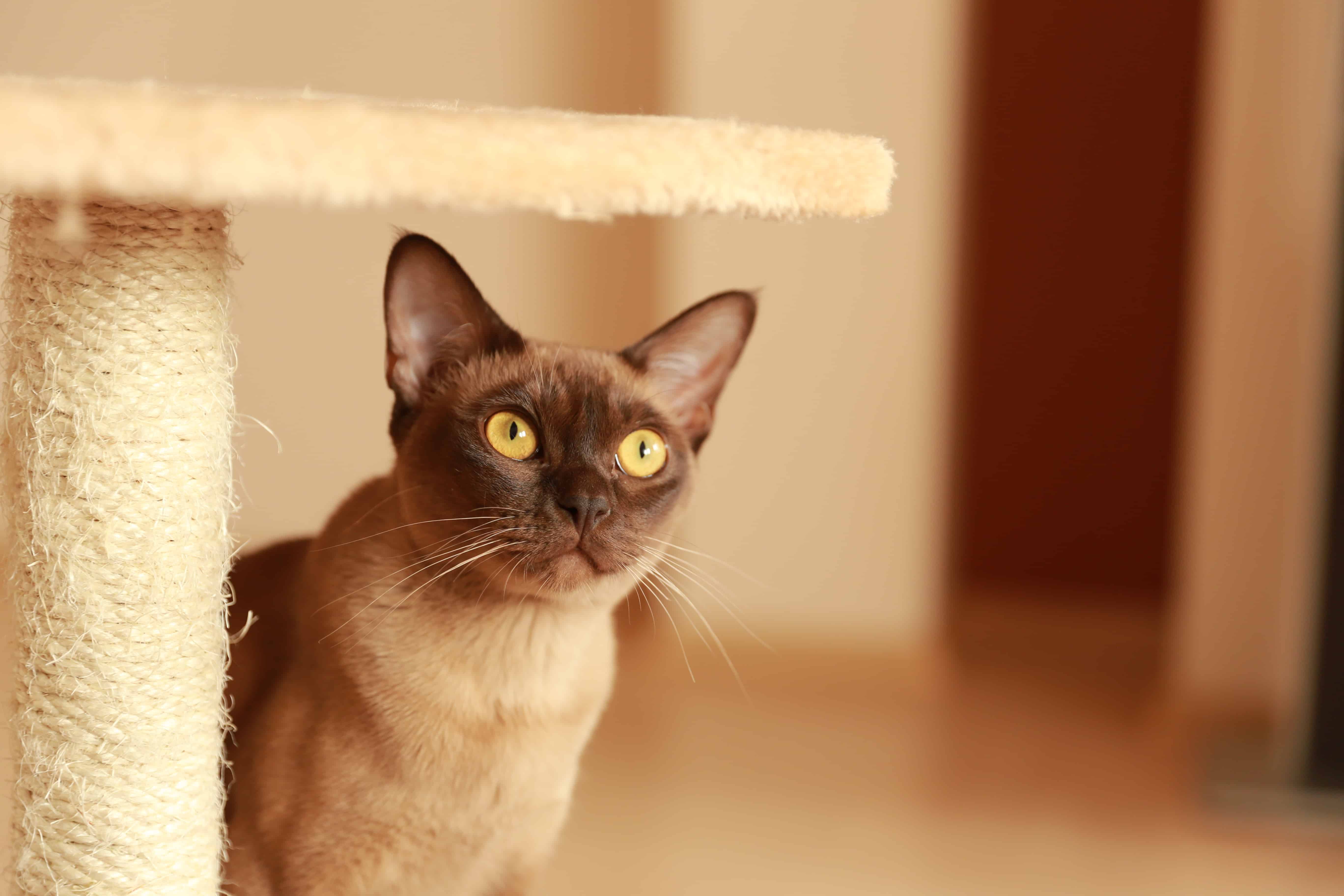Burma Katze Im Rasseportrait Zooroyal Magazin