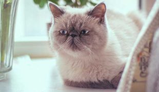 Exotic Shorthair