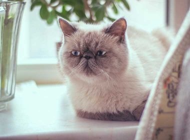 Exotic Shorthair