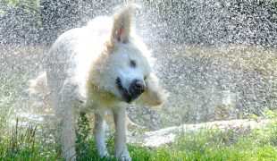 Hunde im Sommer