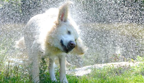 Hunde im Sommer