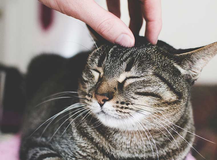 Katze Lässt Sich Nicht Hochnehmen