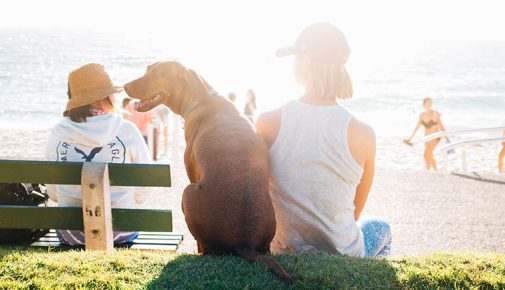 Langes Wochenende mit Hund