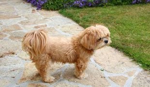 Lhasa Apso