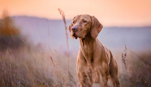 Magyar Vizsla