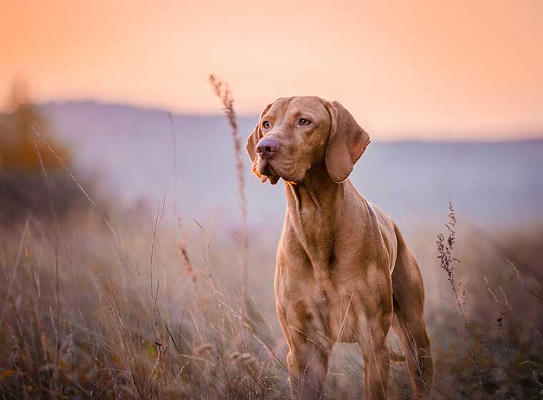 solo Normalisering skandale Magyar Vizsla im Rasseportrait | ZooRoyal Magazin