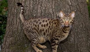 Ocicat