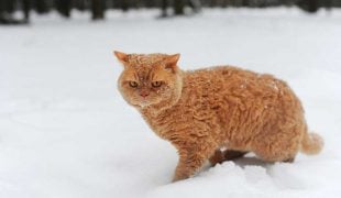 Selkirk Rex