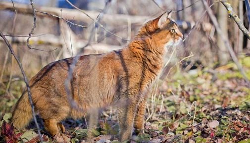 Somali Katze