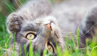 Haarballen Bei Der Katze Vermeiden Zooroyal Magazin