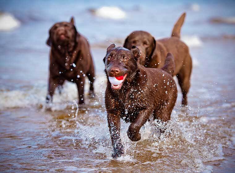 Hunde ipo training im urlaub