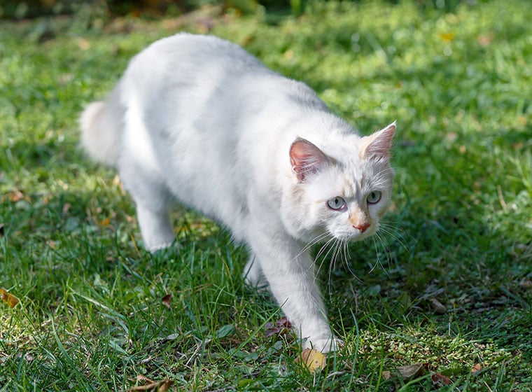 Türkisch Angora Türkisch Angora