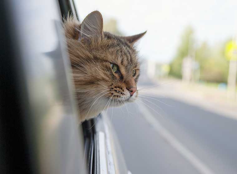 Urlaub Mit Katze So Klappt Es Stressfrei Zooroyal Magazin