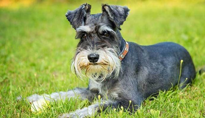 Schnauzer - Charakter, Größe & Erziehung | Steckbrief