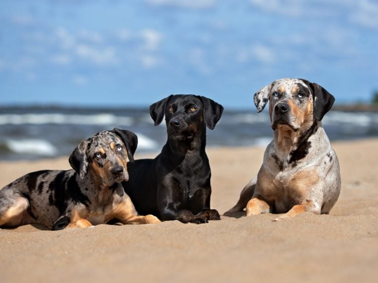 Louisiana Catahoula Dog - Größe: