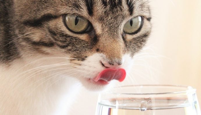 Bis Wann Trinken Kitten Milch Dürfen Katzen Milch trinken? | ZooRoyal Magazin