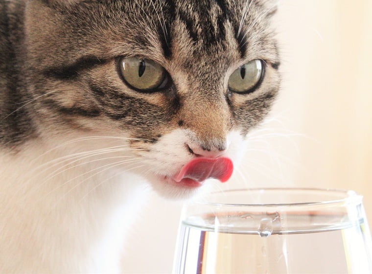 Trinkbrunnen für Katzen: Katze zum Trinken animieren