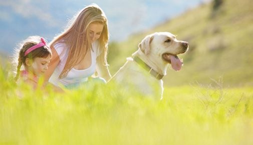 Zecken beim Hund