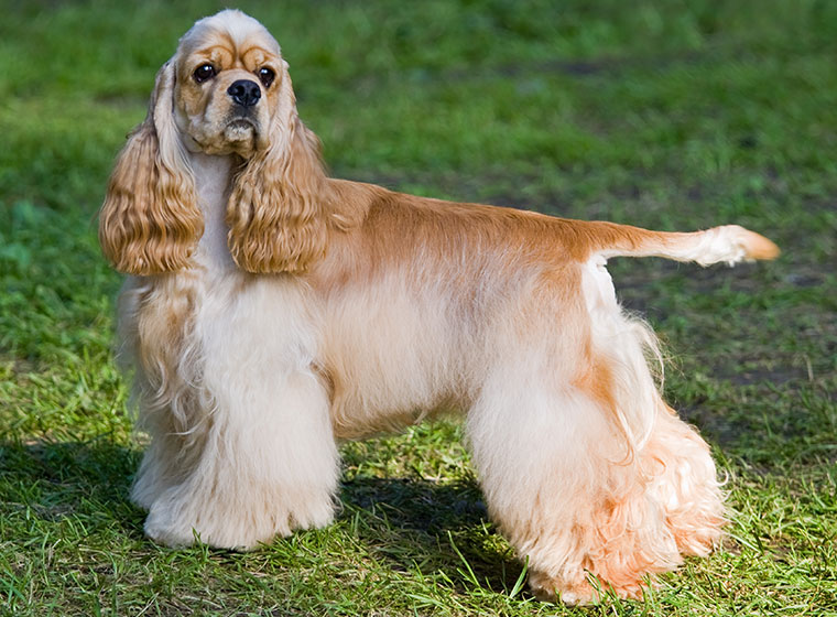 American Cocker Spaniel im Rasseportrait | Magazin