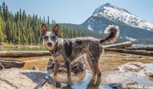 Australian Cattle Dog