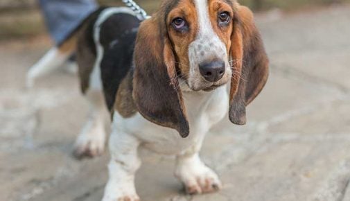 Basset Hound