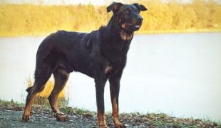 Beauceron