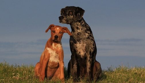 Louisiana Catahoula Leopard Dog