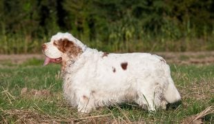 Clumber Spaniel