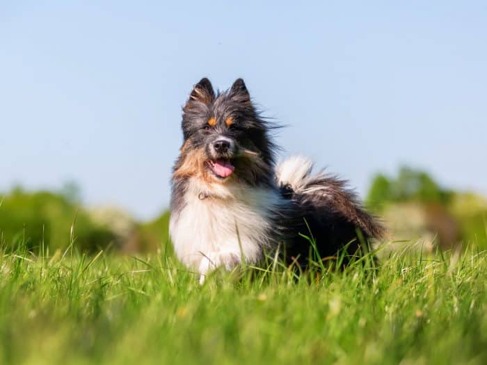 elo hund züchter