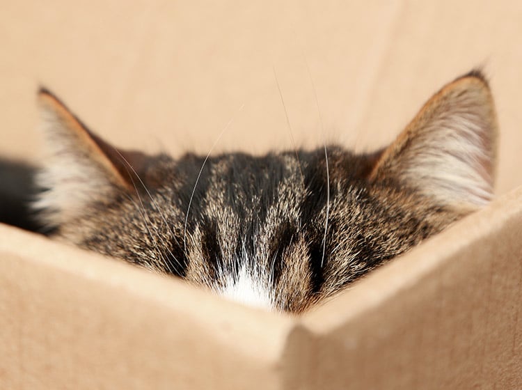 3 Fakten Warum Katzen Kartons Lieben Zooroyal Magazin