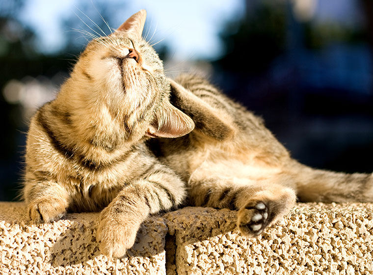 Katze Bringt Immer Wieder Flöhe Mit