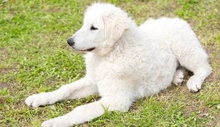 Kuvasz