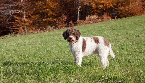 Lagotto Romagnolo