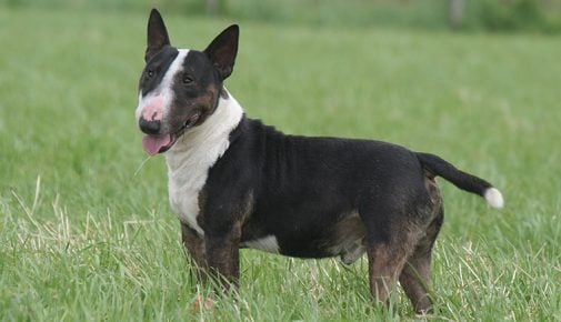 Miniature Bull Terrier