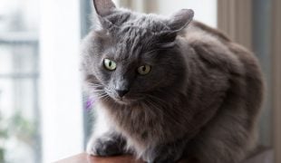 Nebelung