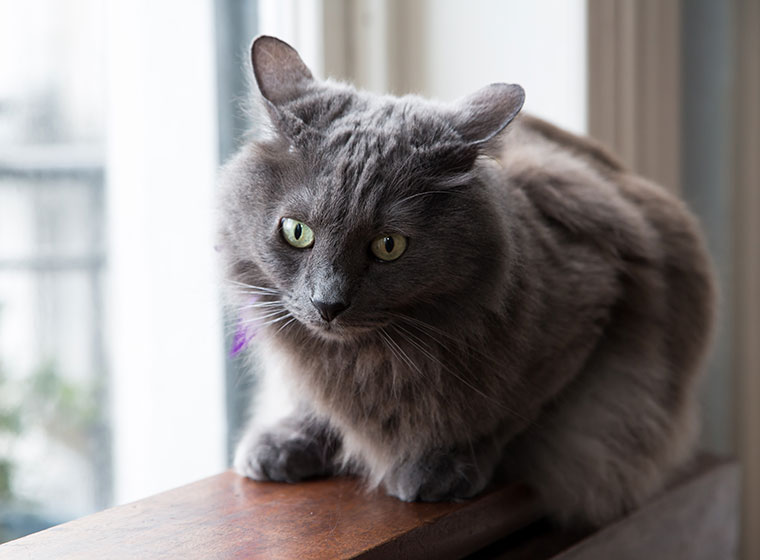 Nebelung Katze Im Rasseportrait Zooroyal Magazin