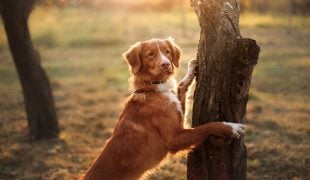 Nova Scotia Duck Tolling Retriever